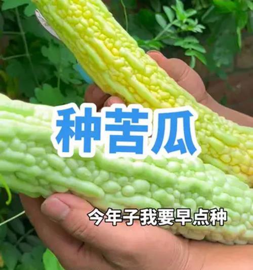 苦瓜播种的最佳时间是什么时候？