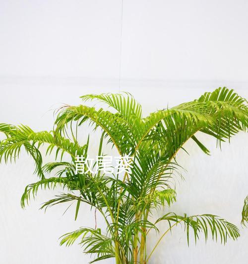 最新室内观赏植物品种有哪些？如何选择适合的室内植物？