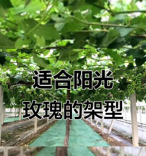 番茄播种的最佳月份是什么时候？如何确保高产？