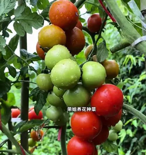番茄播种的最佳月份是什么时候？如何确保高产？