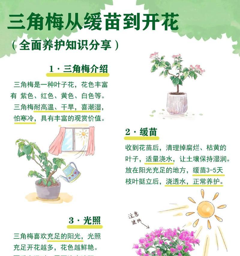 三角梅在6月份的最佳嫁接方法是什么？