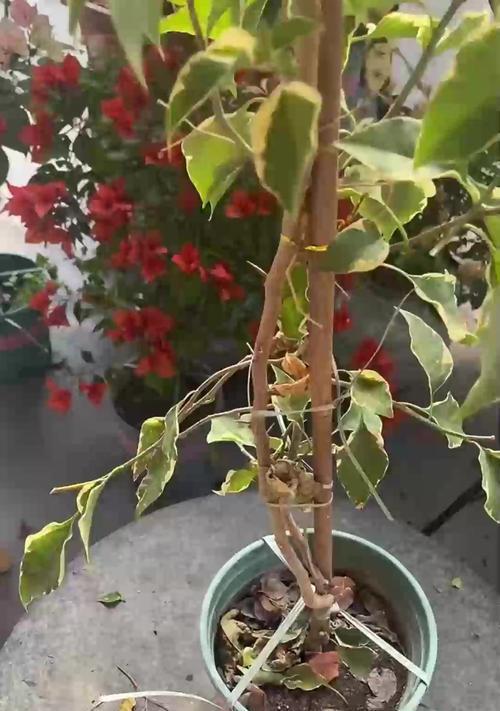 铁线莲根满盆后如何正确换盆？