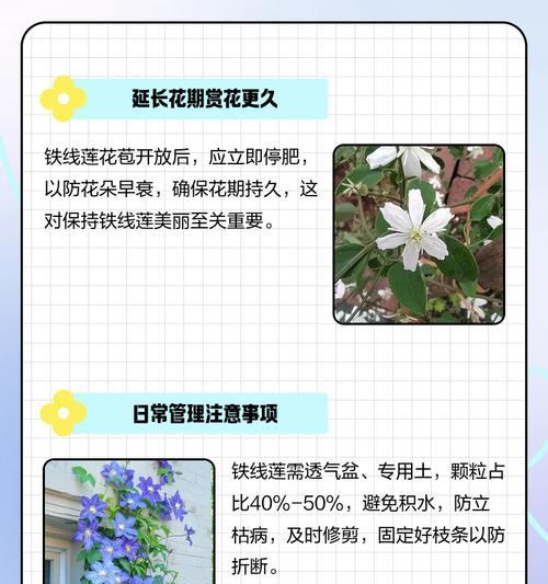 铁线莲根满盆后如何正确换盆？