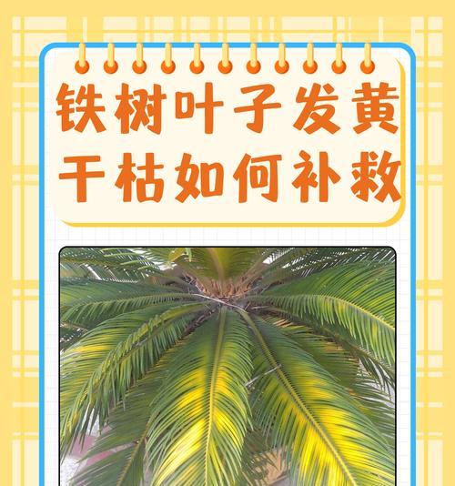 铁树如何养护才能保持叶子绿不发黄？