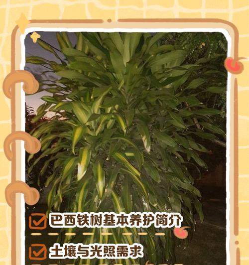 铁树如何养护才能保持叶子绿不发黄？