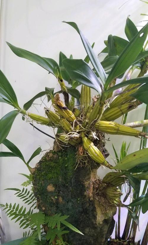 深缸中适合种植哪些水生植物？