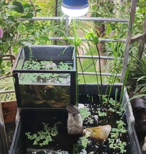 深缸中适合种植哪些水生植物？