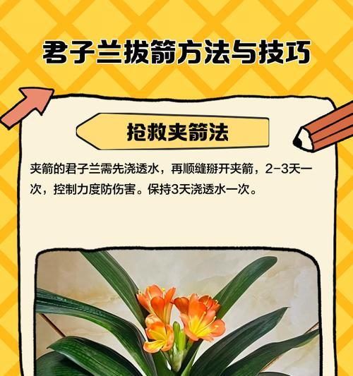 君子兰怎样才能快速长出花剑？