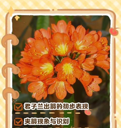君子兰怎样才能快速长出花剑？
