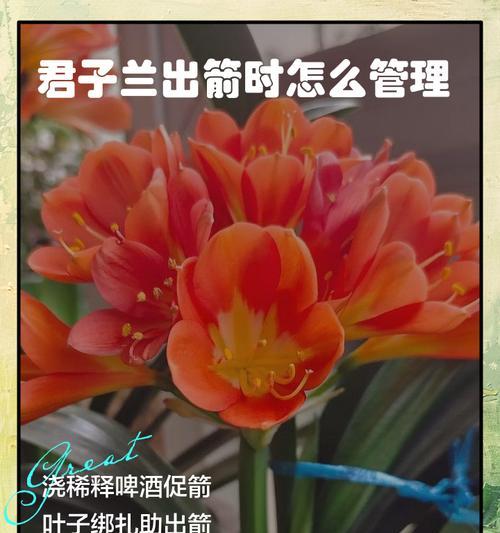 君子兰怎样才能快速长出花剑？