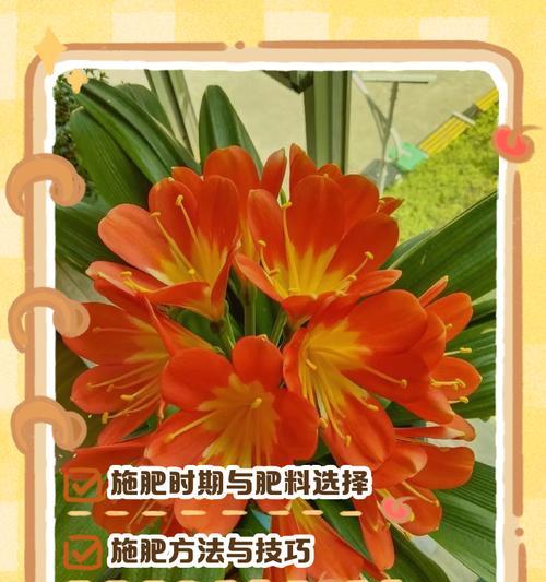 君子兰开花时应该补充什么肥料？