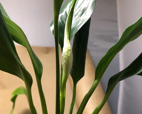 君子兰开花时应该补充什么肥料？