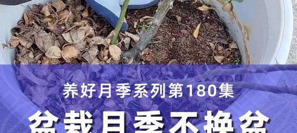 月季盆栽冬季保暖的正确方法是什么？