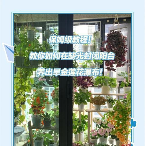 无光照封闭阳台适合种植哪些花卉？