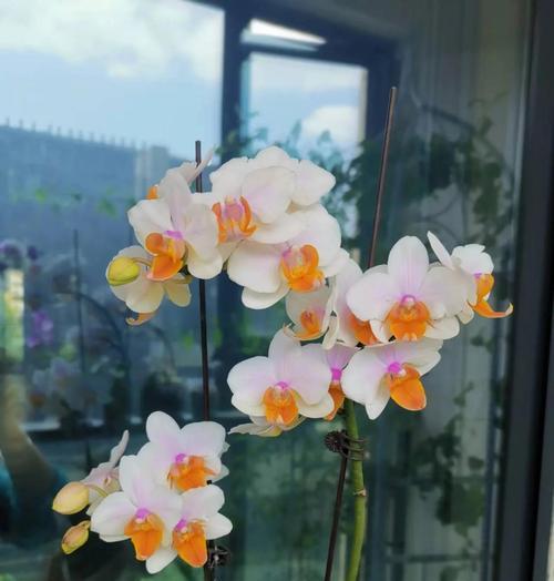 无光照封闭阳台适合种植哪些花卉？
