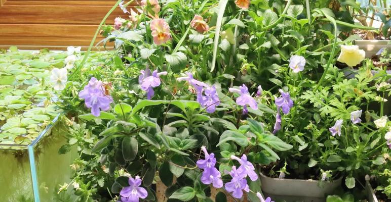 无光照封闭阳台适合种植哪些花卉？