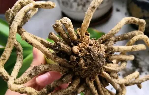 君子兰根部细长过多如何处理？
