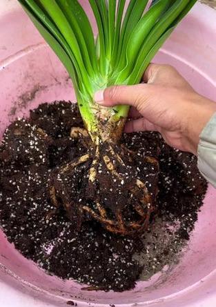 君子兰开花后如何处理花杆？花杆处理对君子兰有何影响？