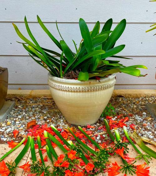 君子兰开花后如何处理花杆？花杆处理对君子兰有何影响？