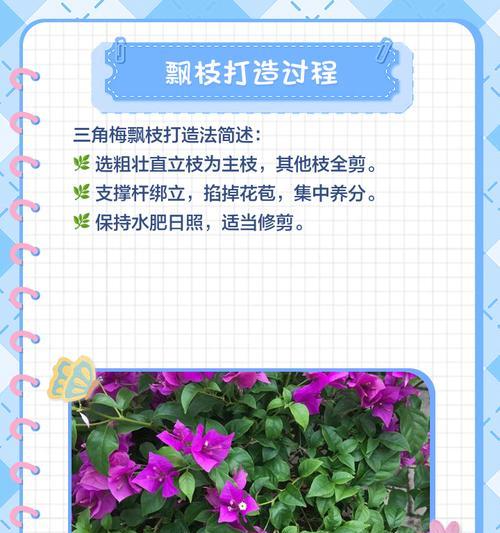三角梅绿色变红色怎么办？如何促进三角梅变色？