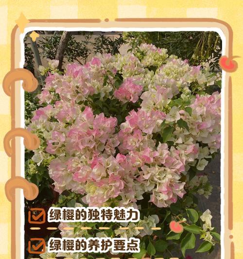 三角梅绿色变红色怎么办？如何促进三角梅变色？