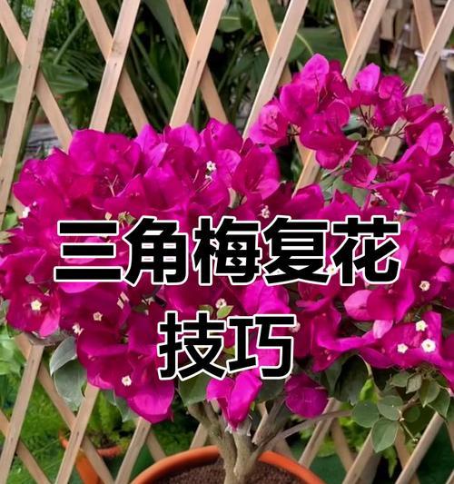 三角梅绿色变红色怎么办？如何促进三角梅变色？