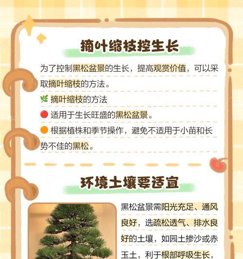 万宝黑松盆景的正确养护方法是什么？