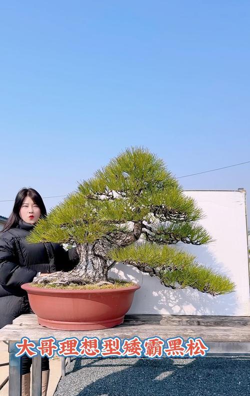 万宝黑松盆景的正确养护方法是什么？