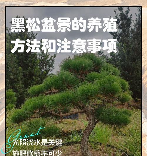 万宝黑松盆景的正确养护方法是什么？