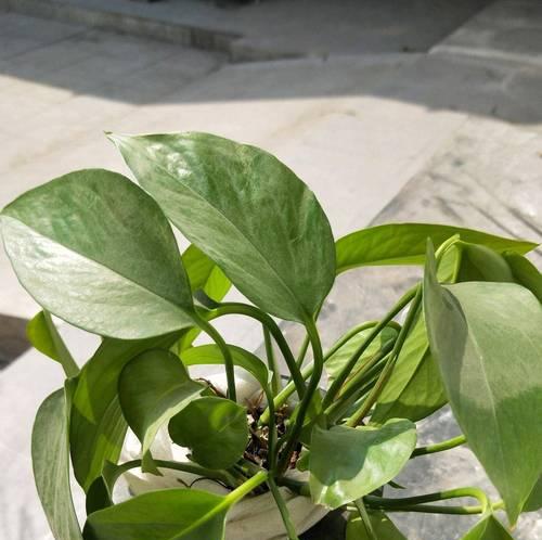 槟榔浇水时施液肥的方法是什么？液肥施用的正确时机？