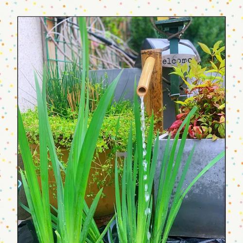 面塑水生植物种类有哪些？如何正确养护？