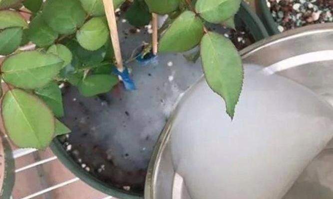 土养白掌正确的浇水技巧是什么？