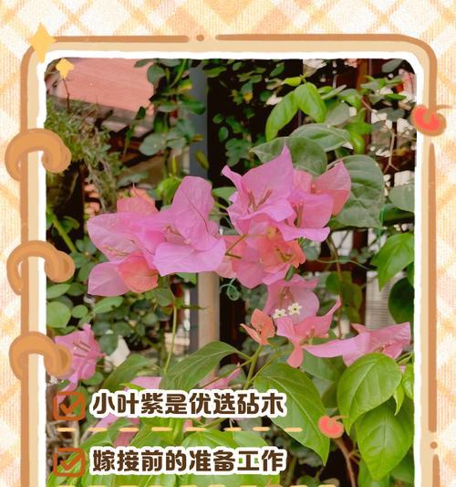 三角梅嫁接砧木老桩怎么生根？嫁接步骤和要点！