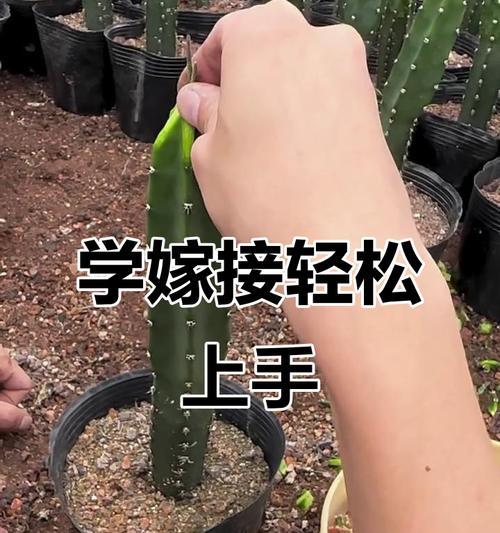 三角梅嫁接砧木老桩怎么生根？嫁接步骤和要点！