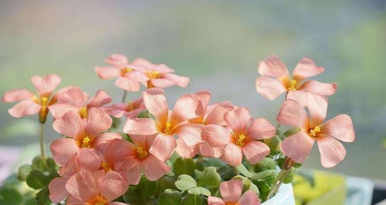 能种在阳台上倒垂的花是什么花？有哪些推荐？