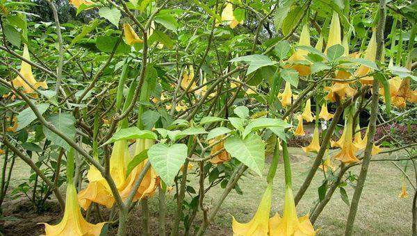 能种在阳台上倒垂的花是什么花？有哪些推荐？