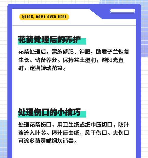 君子兰开花后修剪的最佳时机和方法是什么？