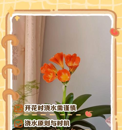 君子兰开花后修剪的最佳时机和方法是什么？