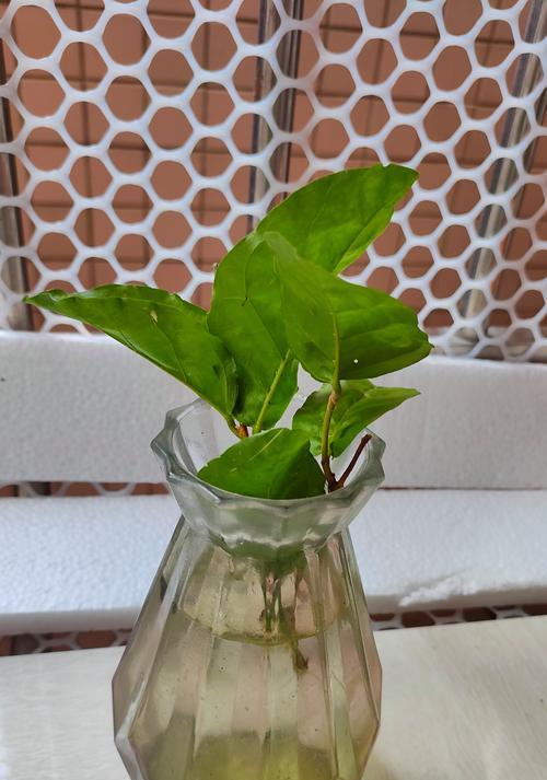 小盆养花有哪些技巧？如何保持花卉健康生长？
