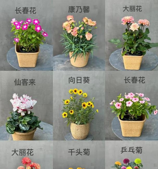 小盆养花有哪些技巧？如何保持花卉健康生长？