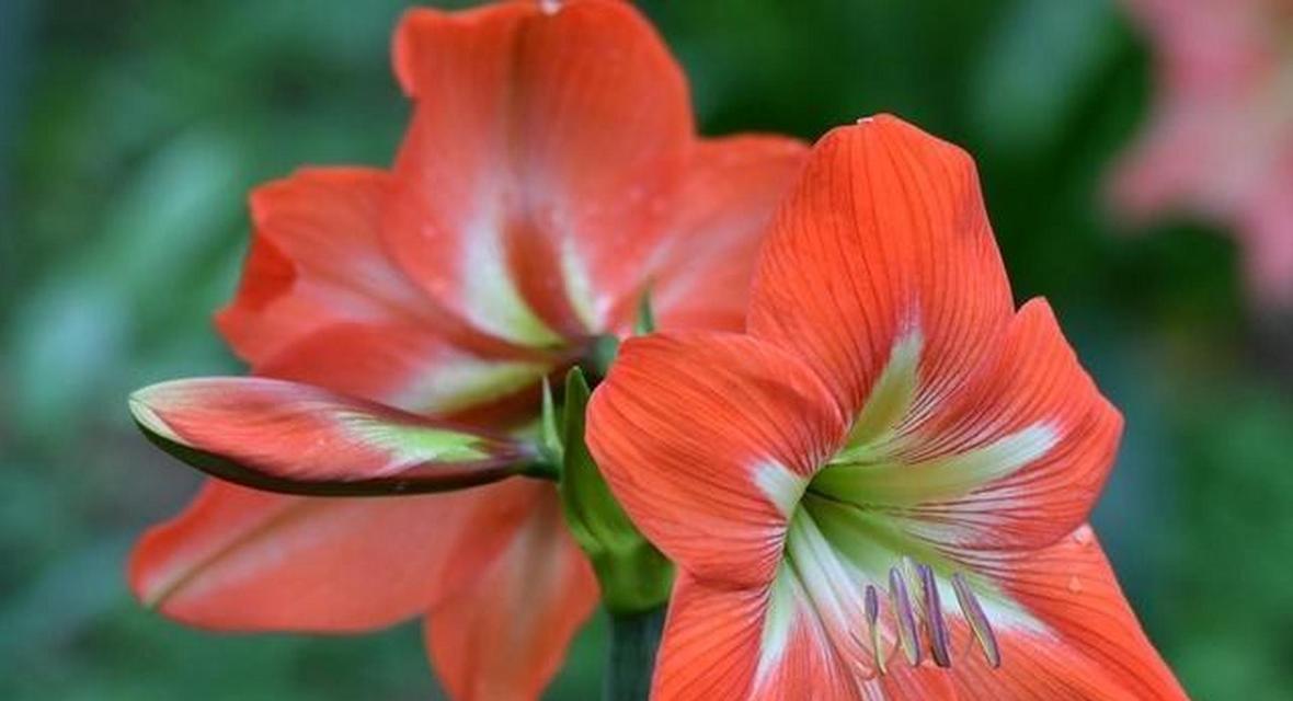 君子兰红色根部会开什么颜色的花？