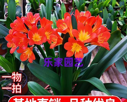 君子兰红色根部会开什么颜色的花？