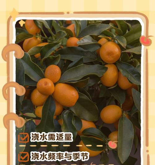 大面积种植油菜籽时如何正确浇水？