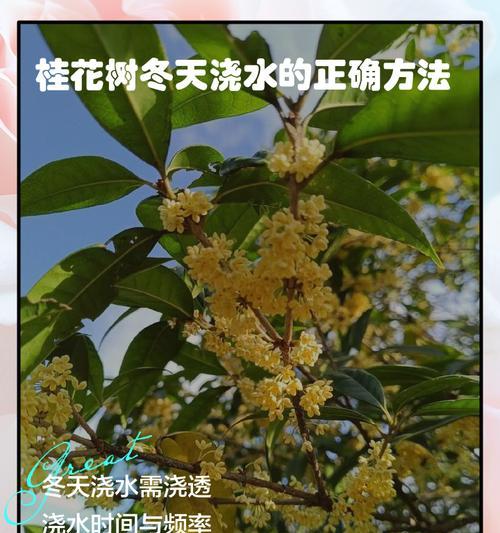 大面积种植油菜籽时如何正确浇水？
