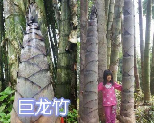 巨龙竹种子的最佳播种时间是什么时候？