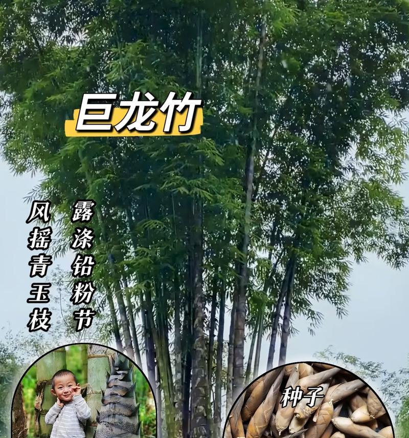 巨龙竹种子的最佳播种时间是什么时候？