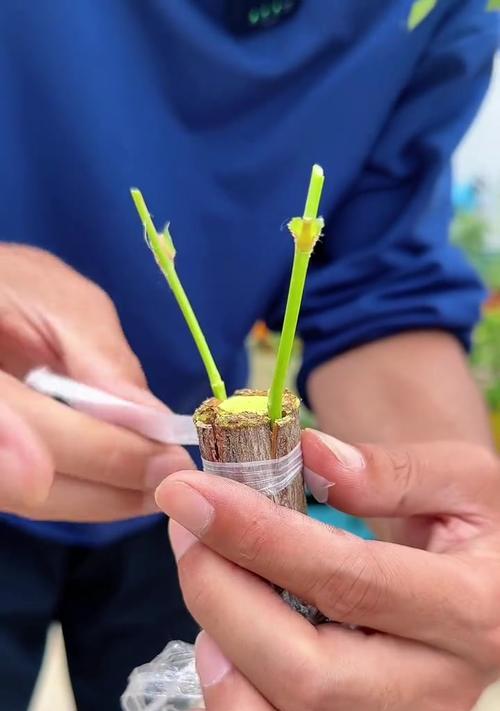 月季砧木盆栽怎么养？需要哪些特别的养护技巧？