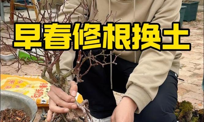月季老桩掐新芽的正确步骤是什么？