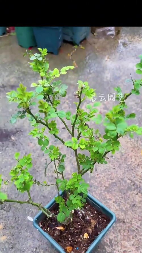 月季老桩掐新芽的正确步骤是什么？