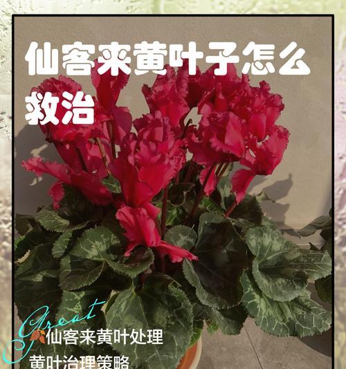 叶仙花叶子变黄的原因是什么？